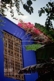 Image du Maroc Professionnelle de  Le Jardin Majorelle une pure merveille crée par le peintre français Jacques Majorelle, qui a eu le coup de foudre pour Marrakech. Yves Saint Laurent et Pierre Bergé font l’acquisition de ce havre de paix durant les années quatre-vingt où Yves Saint Laurent dessina plusieurs pièces. son voeux était de faire de ce parc une œuvre d’art vivante. On y découvre des plantes provenant des cinq continents, yuccas d’Océanie, lotus d’Asie, cactus d’Amérique, palmiers d’Afrique et cyprès d’Europe …, à Marrakech le Lundi 18 Août 1997. ((Photo / Abdeljalil Bounhar)